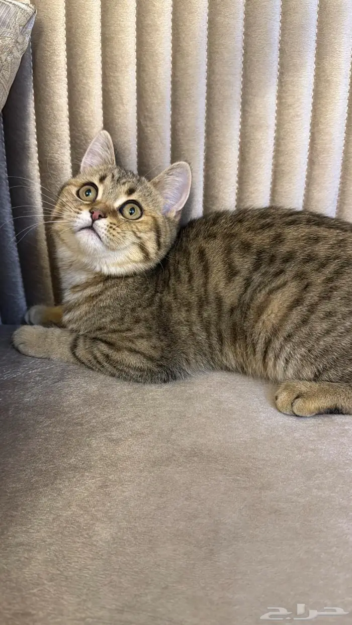 قطة لتزاوج 0