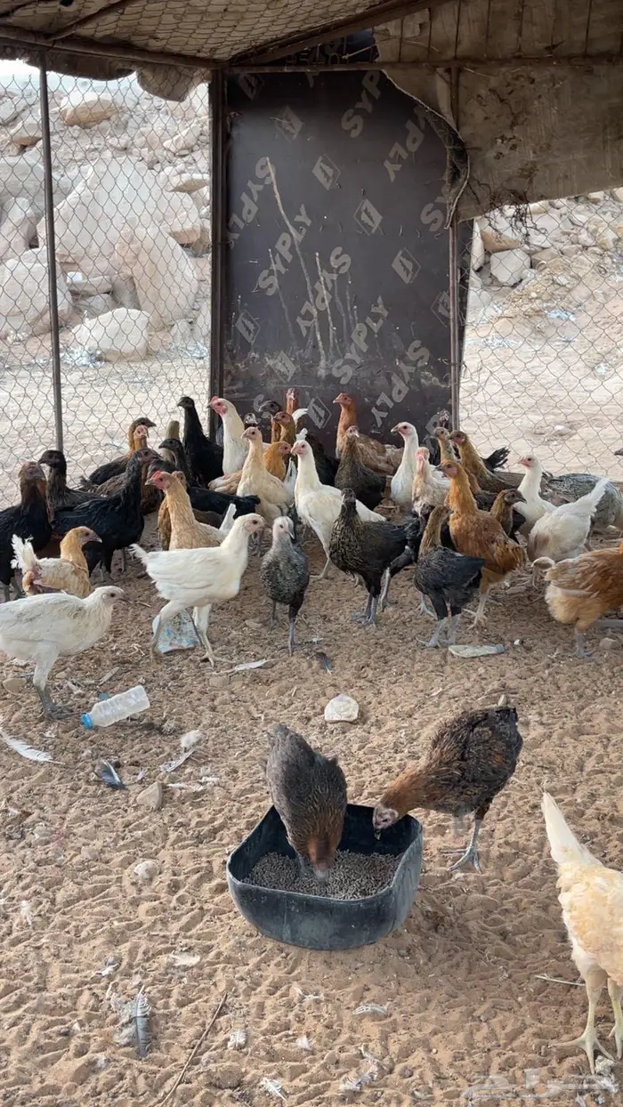 دجاج هجين تركي بشاير 0