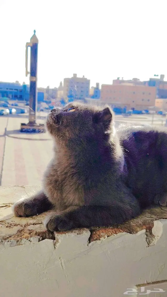 قطط ذكر وانثئ للبيع بسعر رمزي مع أغراضها من نفس الفصيله 4