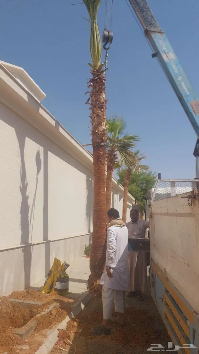 توريد وزراعة النخيل 1