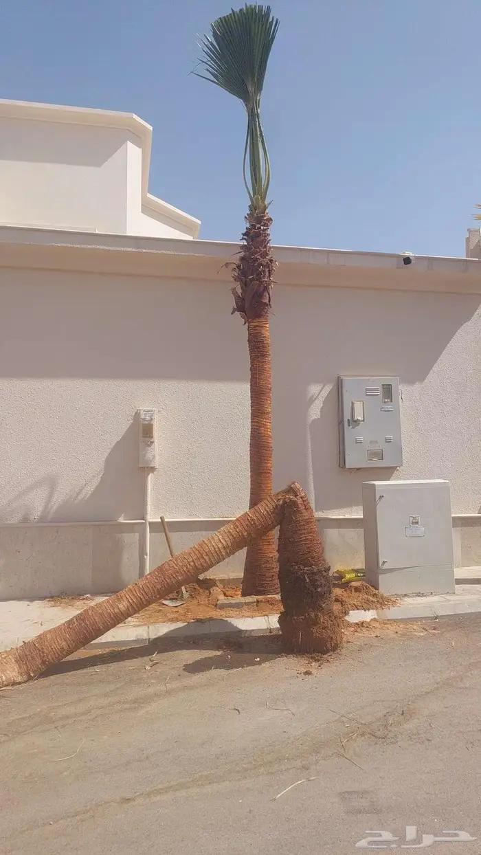 توريد وزراعة النخيل 2