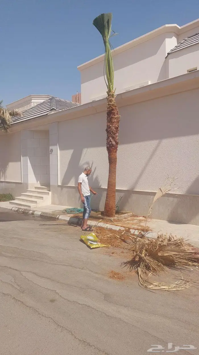 توريد وزراعة النخيل 0