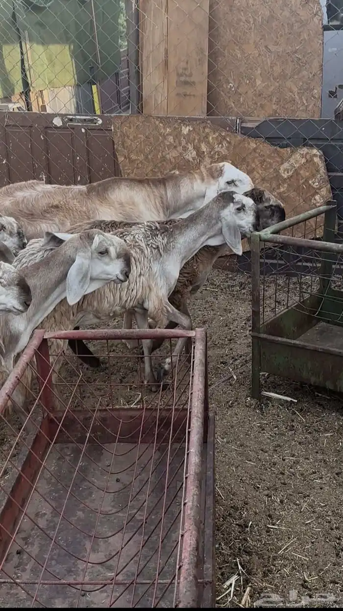 رخال سواكن بلدي درمنيات صنف بفحلها 3