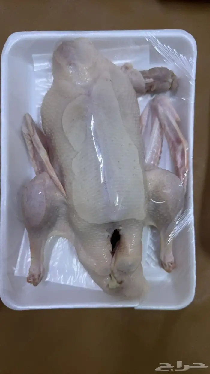 بط بكيني ذبح الاعمار من 3 الى 4 شهور 0