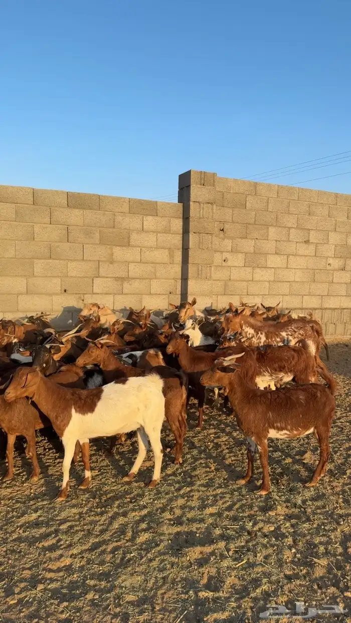 معزا حص كفو كفو 0