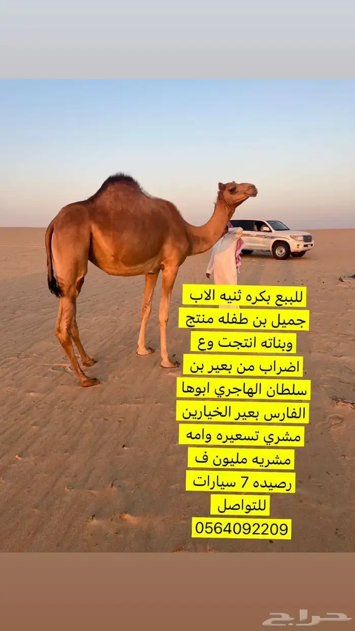 للبيع بكره هجن ثنيه الاب جميل بن طفله منتج 0