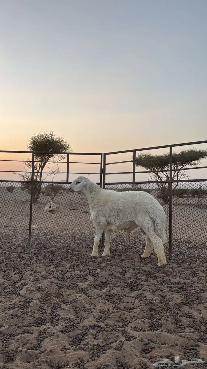 مشروع فاخر صنف ابوه ولد اليورو من حلال صالح زويد الوذيناني 0