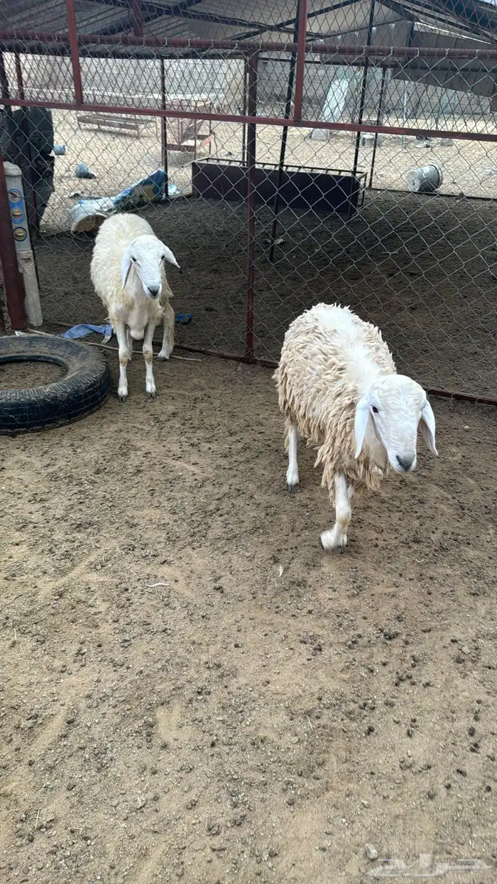 طليان للبيع 2