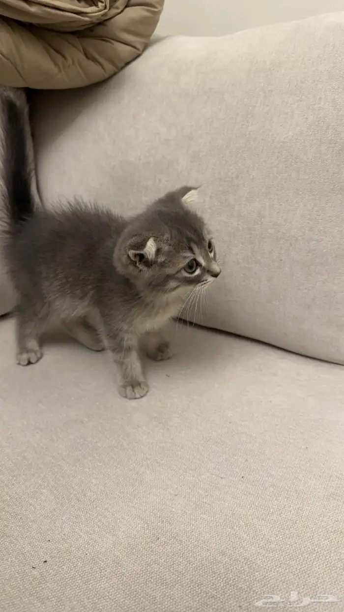 كيتن سكوتش فولد 1