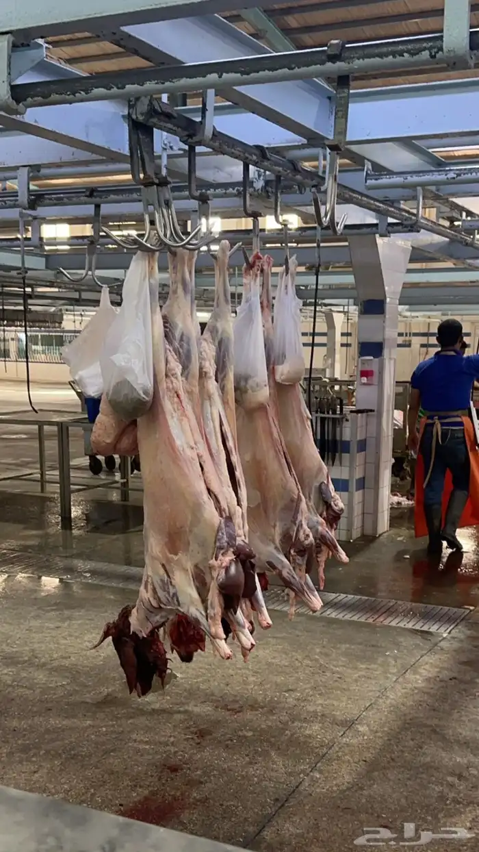 ذبايح نعيمي تمارا مع خدمة الذبح وتوصيل 2