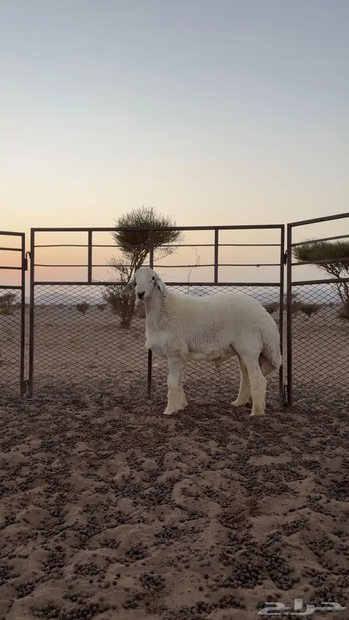 مشروع فاخر صنف ابوه ولد اليورو من حلال صالح زويد الوذيناني 3