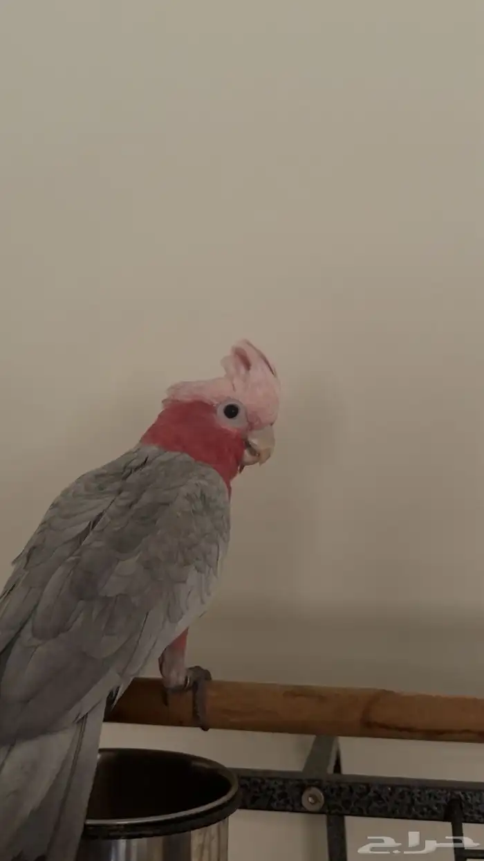 كوكاتو. جالا 1