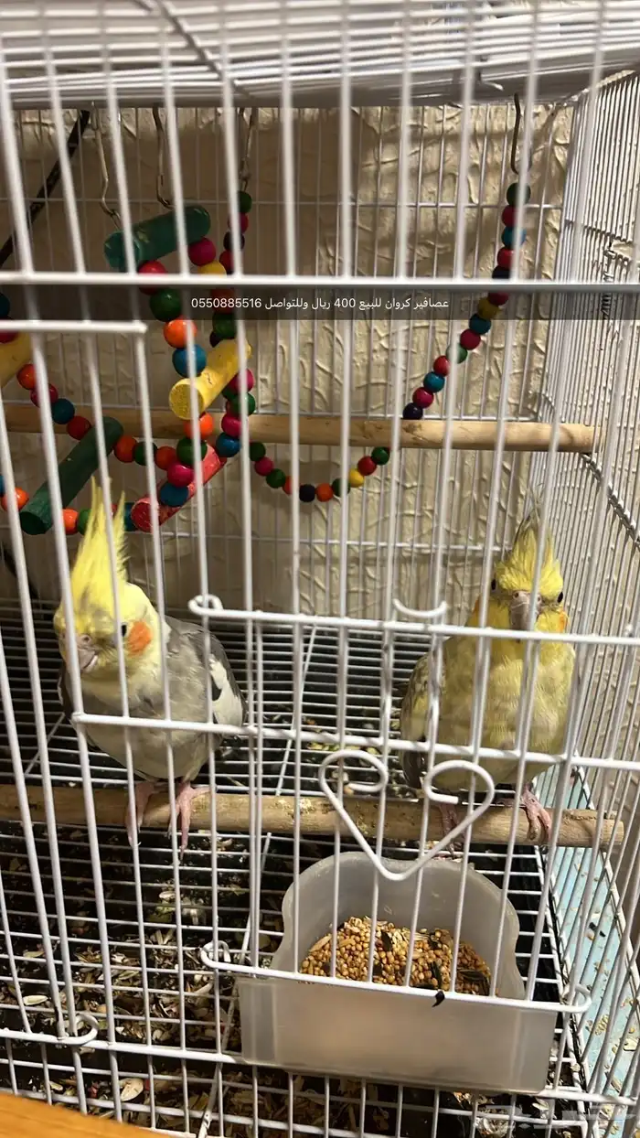 عصافير كروان للبيع 400 ريال وللتواصل 0