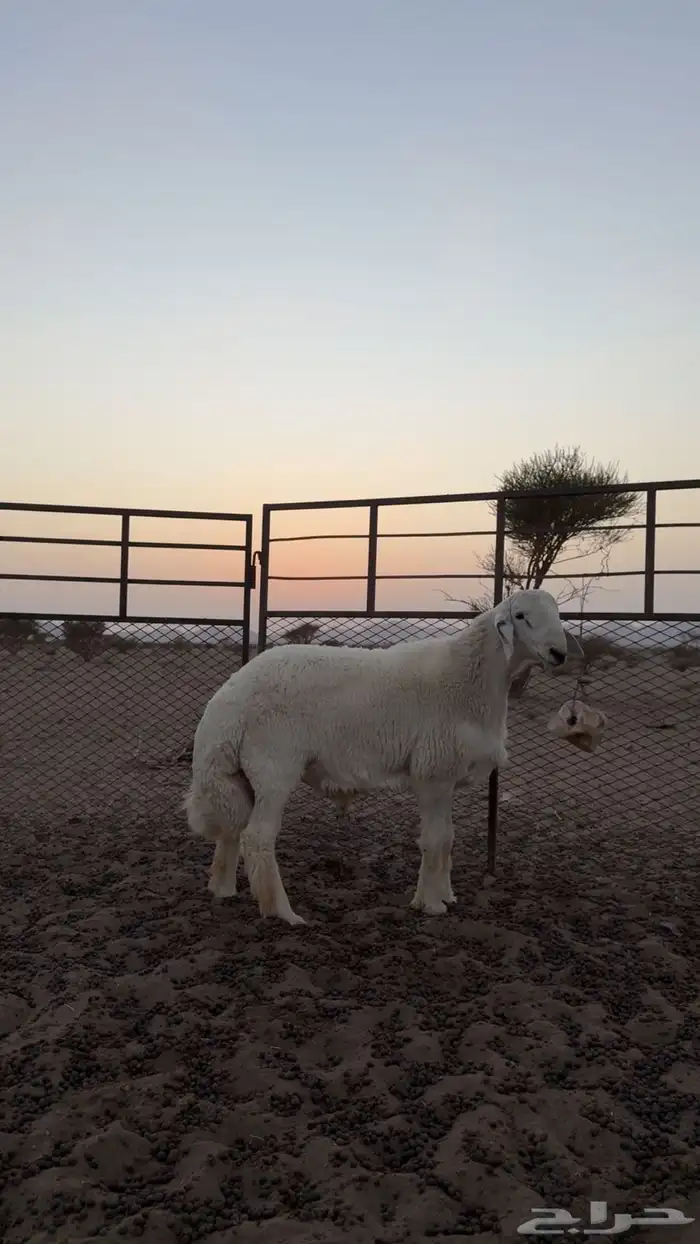 مشروع فاخر صنف ابوه ولد اليورو من حلال صالح زويد الوذيناني 2