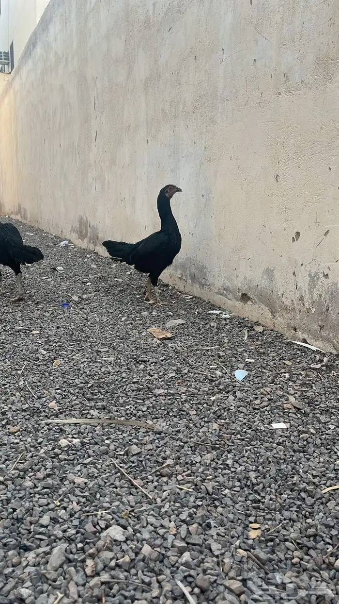دجاج شامو الماني حضان 1