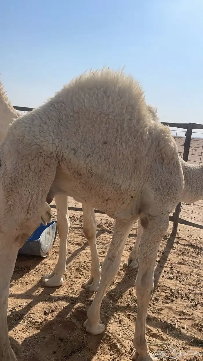 قعدان فل شحم طايشه وفحول على بعارين مسميه 1