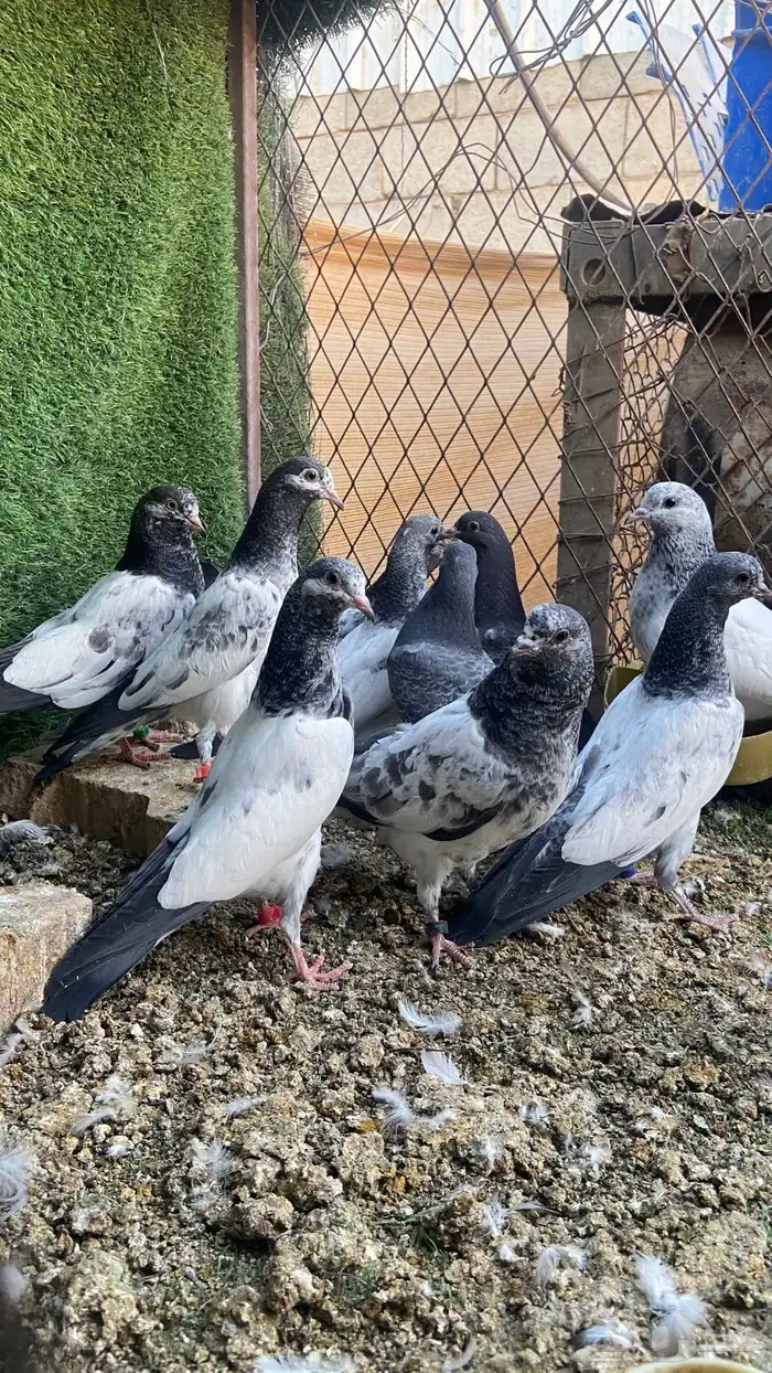 دجاج حمام 5