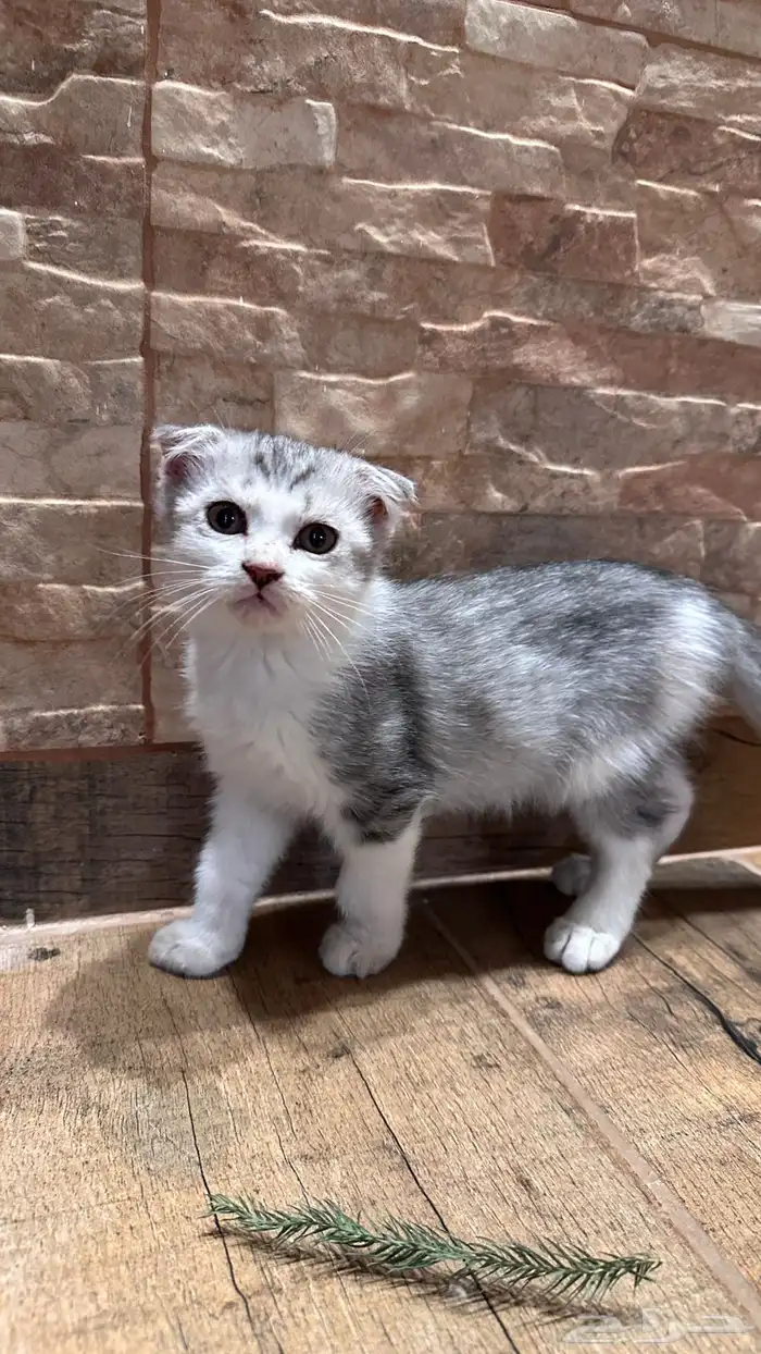 قطط ستريت وسكوتش 2