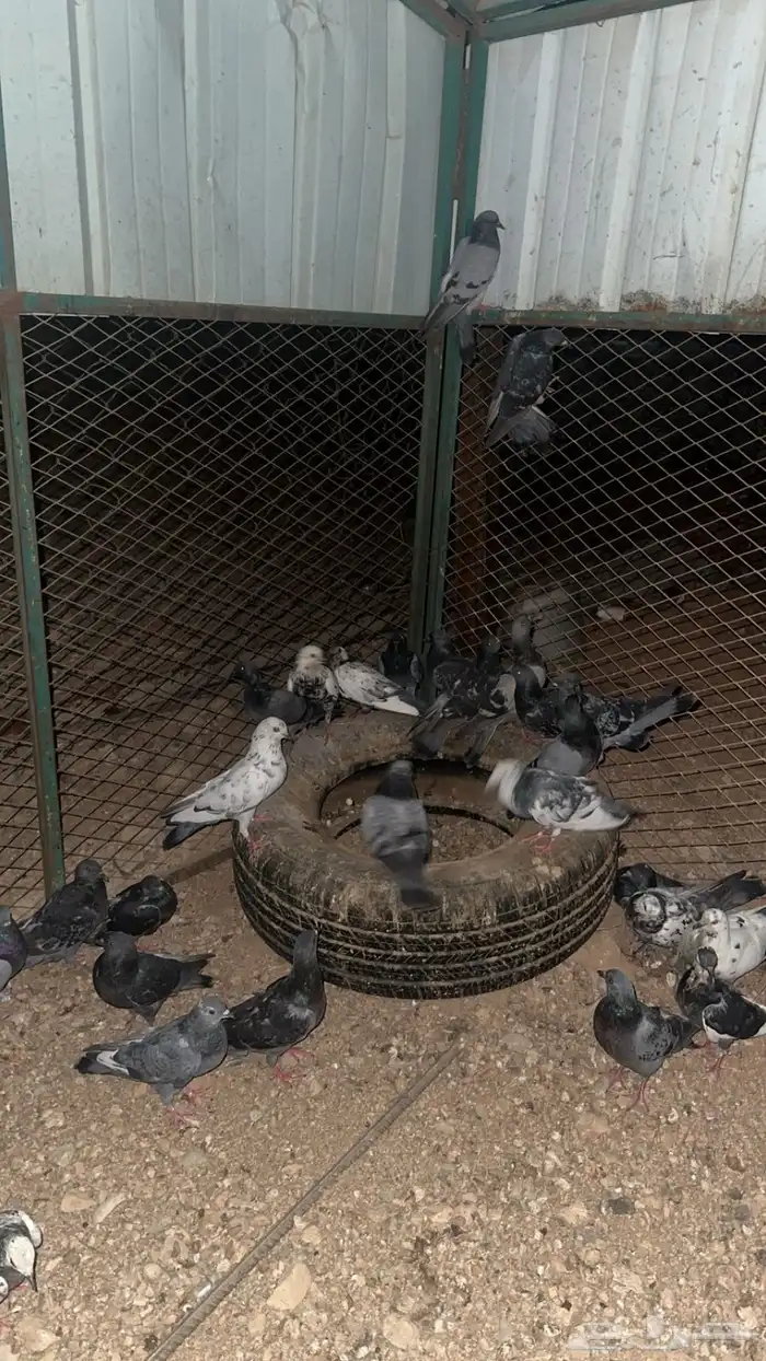 حمام بلدي الصحه شرط 2