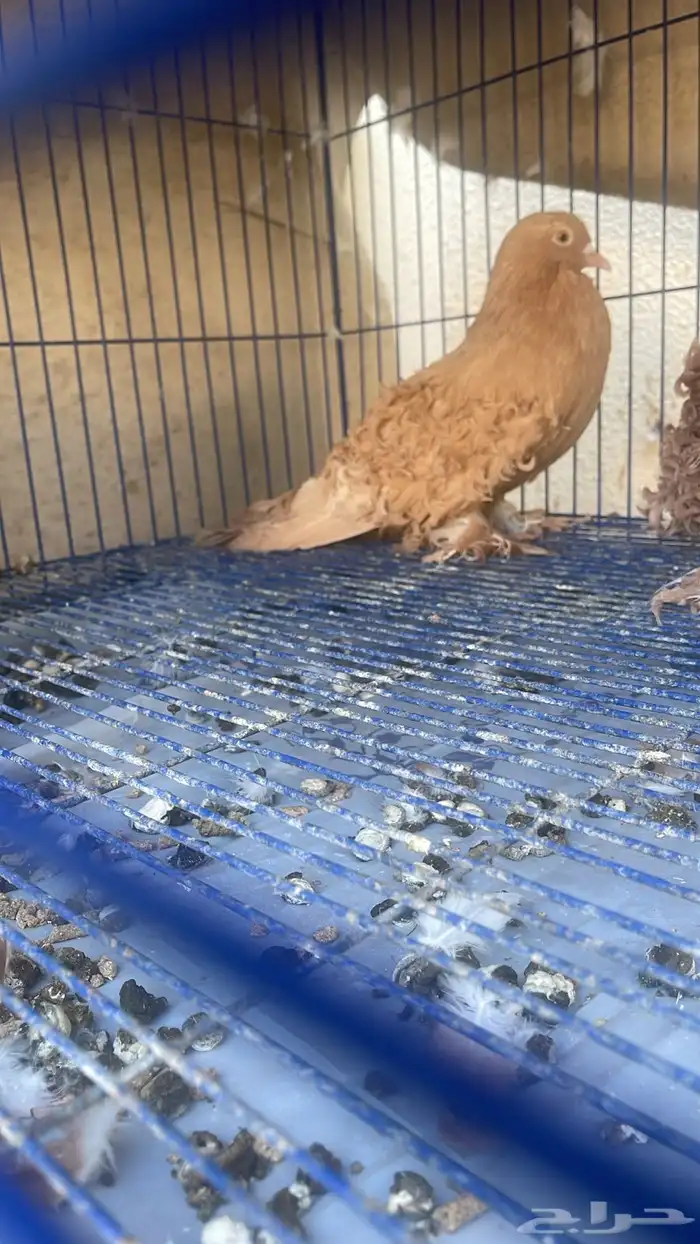 حمام نوع مفتل ابيض 2