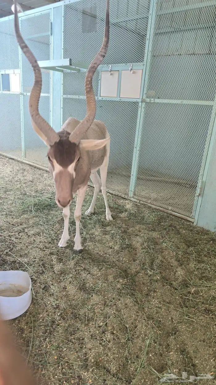 مها ابو عدس 0