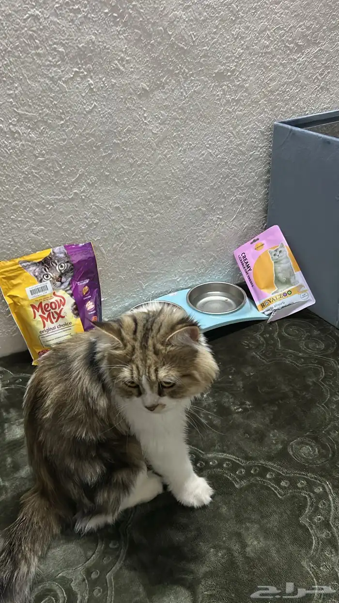 قط للبيع 1