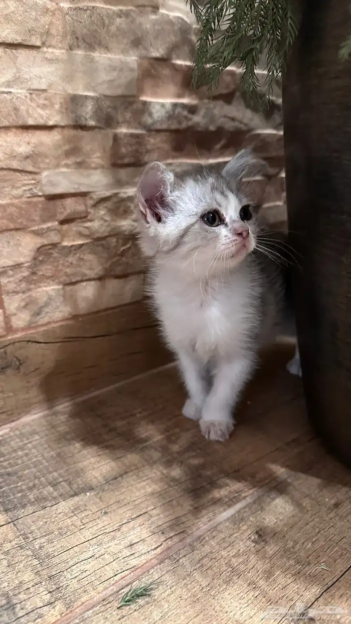 قطط ستريت وسكوتش 4
