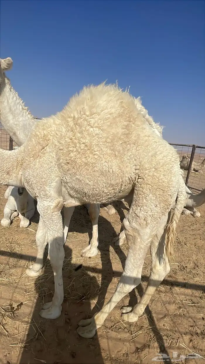 قعدان فل شحم طايشه وفحول على بعارين مسميه 2