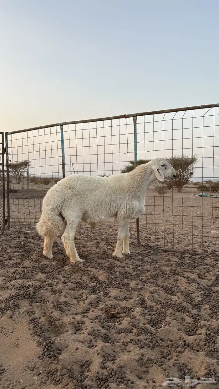 مشروع فاخر صنف ابوه ولد اليورو من حلال صالح زويد الوذيناني 1