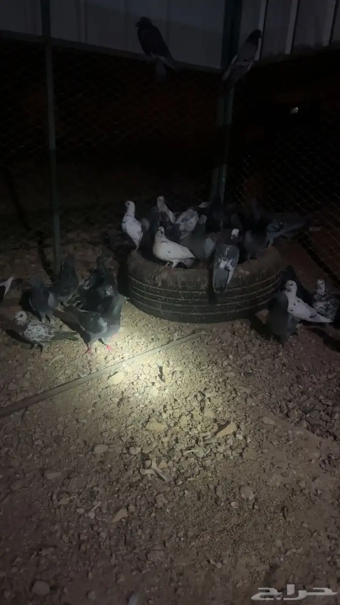 حمام بلدي الصحه شرط 3