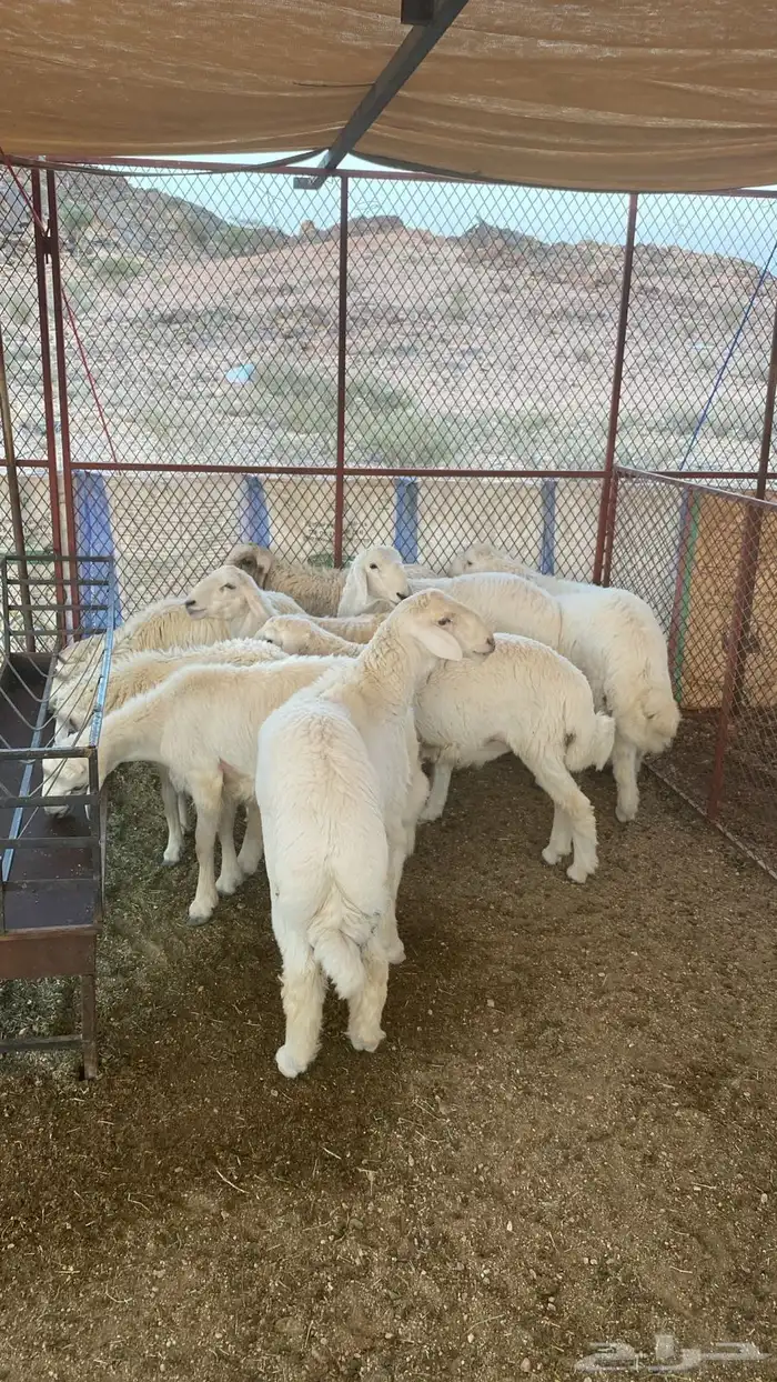 بهم عدد 38 اعمارها فوق ال 5 اشهر 1