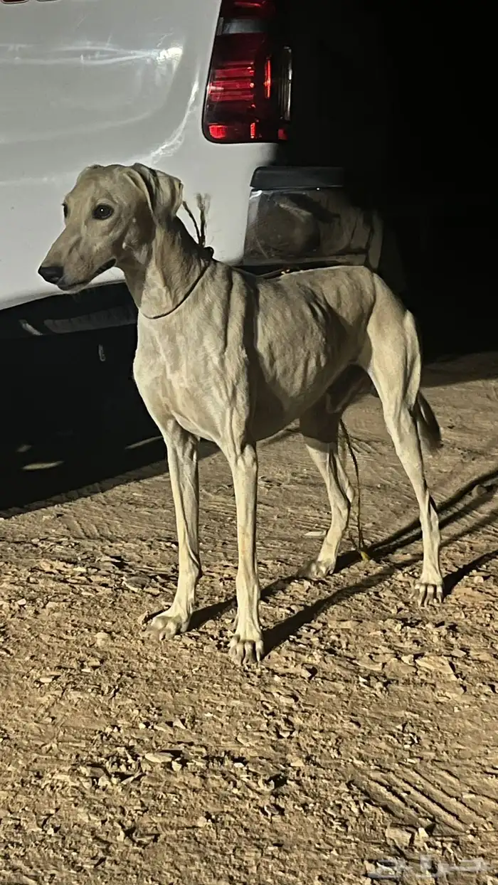 سلوقي للبيع 1