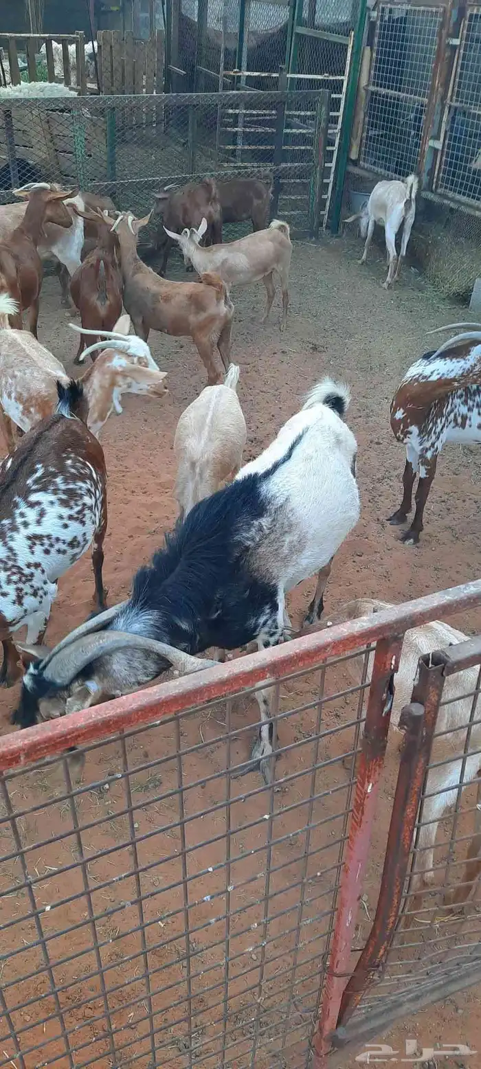 الرياض - المزاحمية - المشاعلة غرب المزاحمية 1