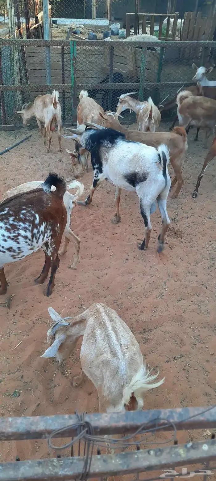 الرياض - المزاحمية - المشاعلة غرب المزاحمية 0