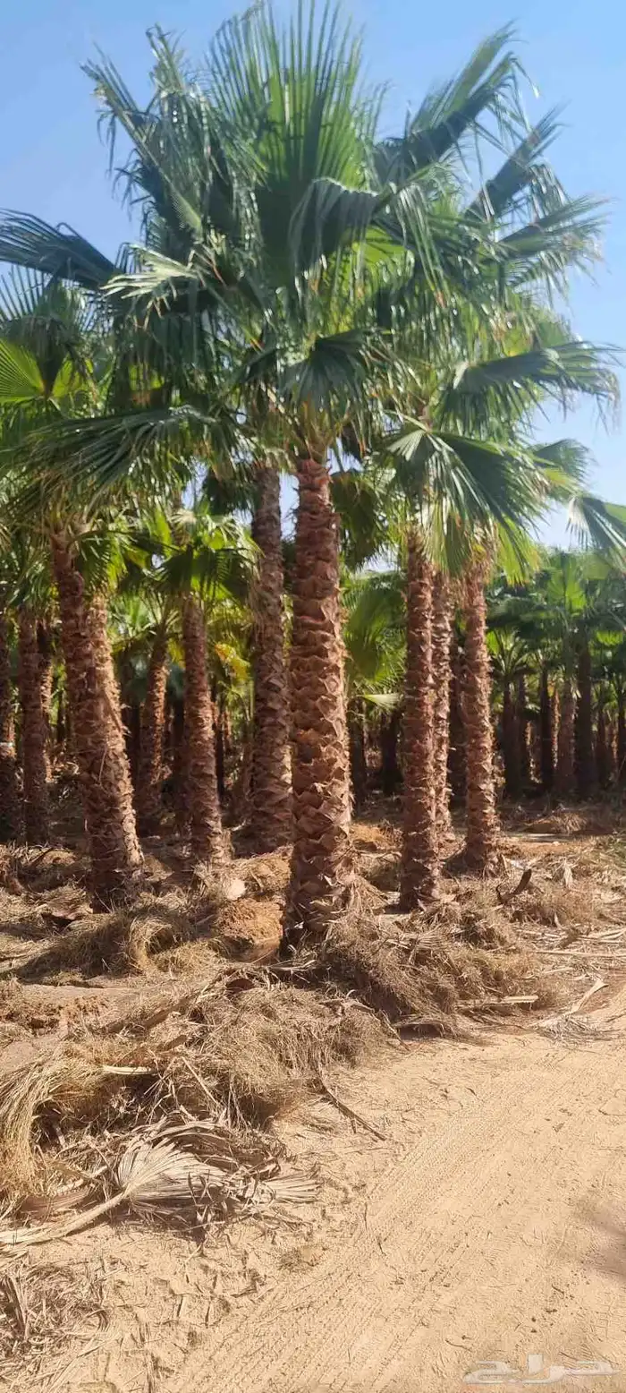 نخل واشنطني للبيع 5