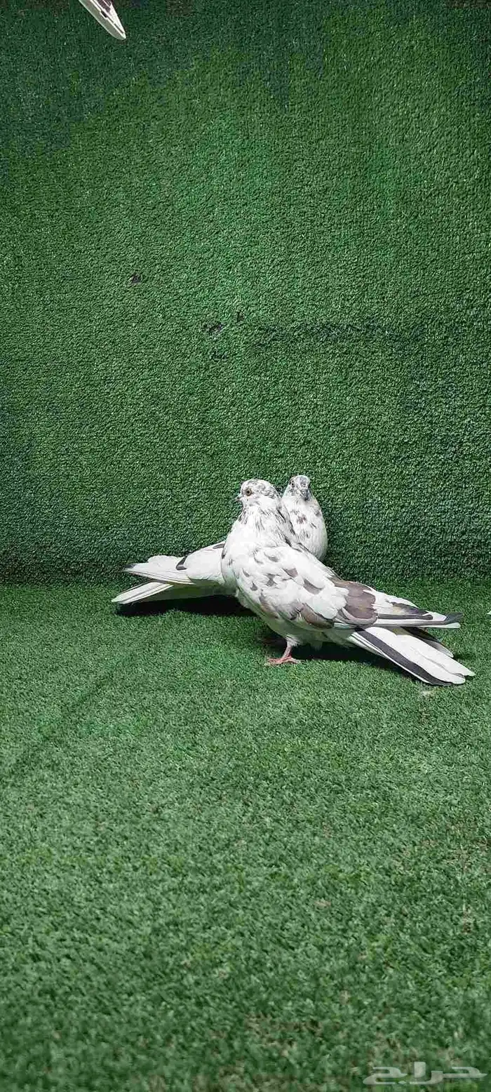ثلاث ازواج سكاي كتر 1