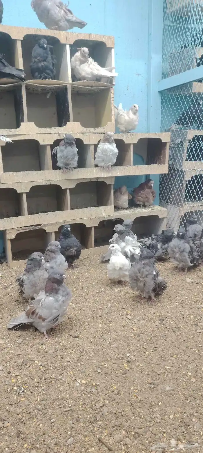 حمام كشكش 2