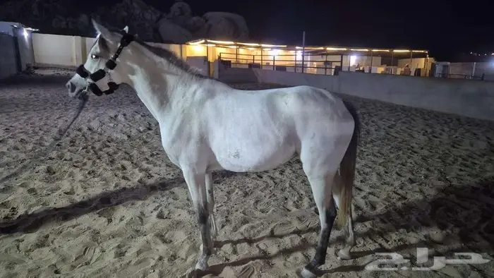 خيل 1