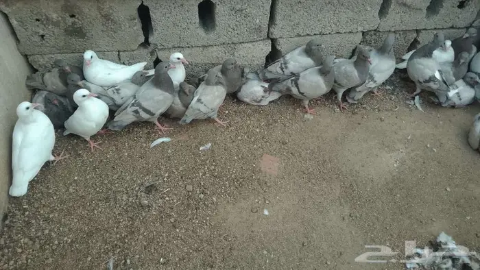 زغالين حمام فرنسي 0