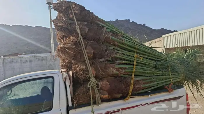 انخل للبيع 4