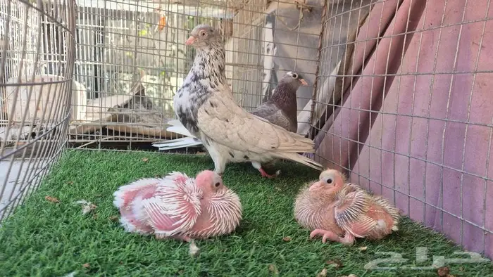 حمام قلابي قطايف فواخر 4