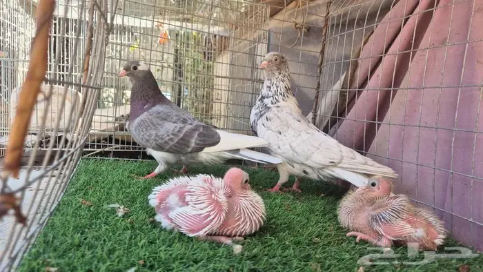 حمام قلابي قطايف فواخر 2