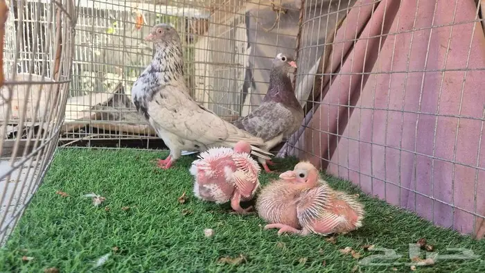 حمام قلابي قطايف فواخر 0