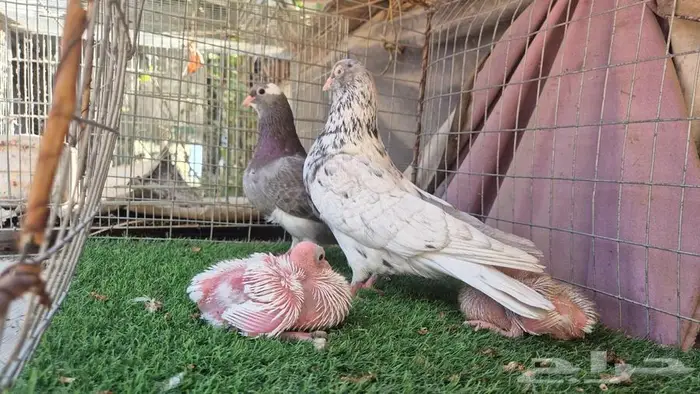 حمام قلابي قطايف فواخر 5