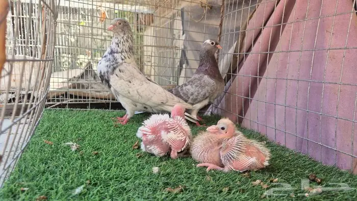 حمام قلابي قطايف فواخر 3