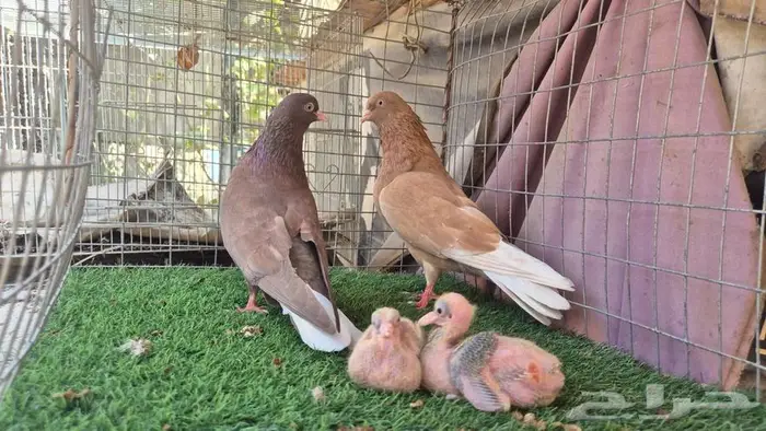 حمام قلابي قطايف فواخر 11