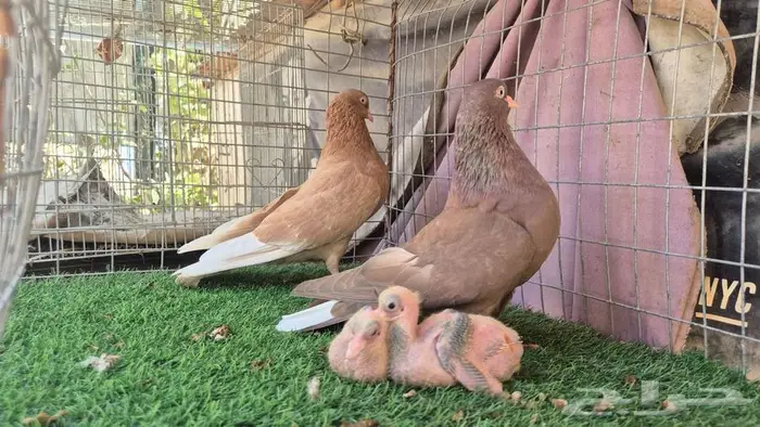 حمام قلابي قطايف فواخر 12