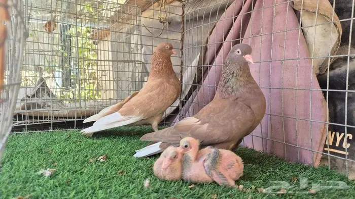 حمام قلابي قطايف فواخر 14