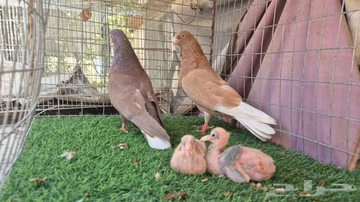 حمام قلابي قطايف فواخر 15