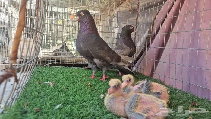 حمام قلابي قطايف فواخر 6